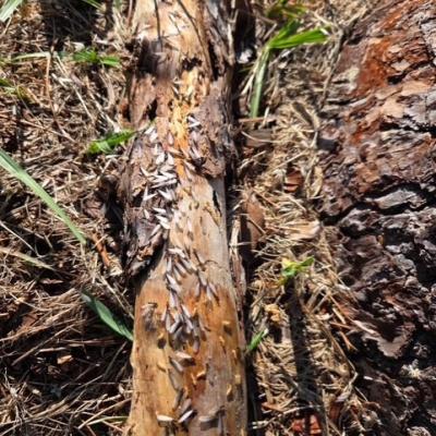 swarmers on tree trunk
