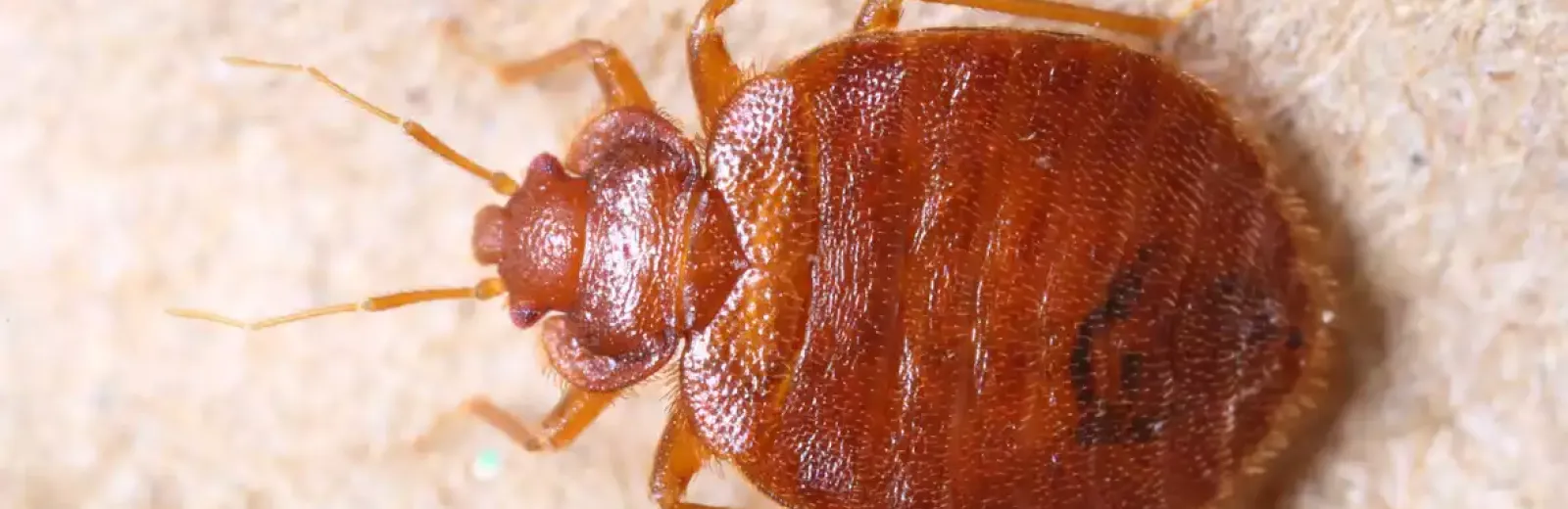 a close up image of a bed bug