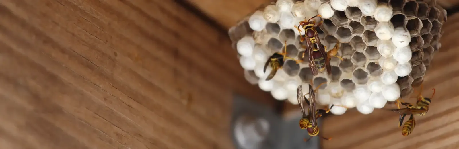 wasp nest