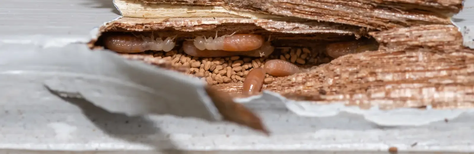 termites in wood