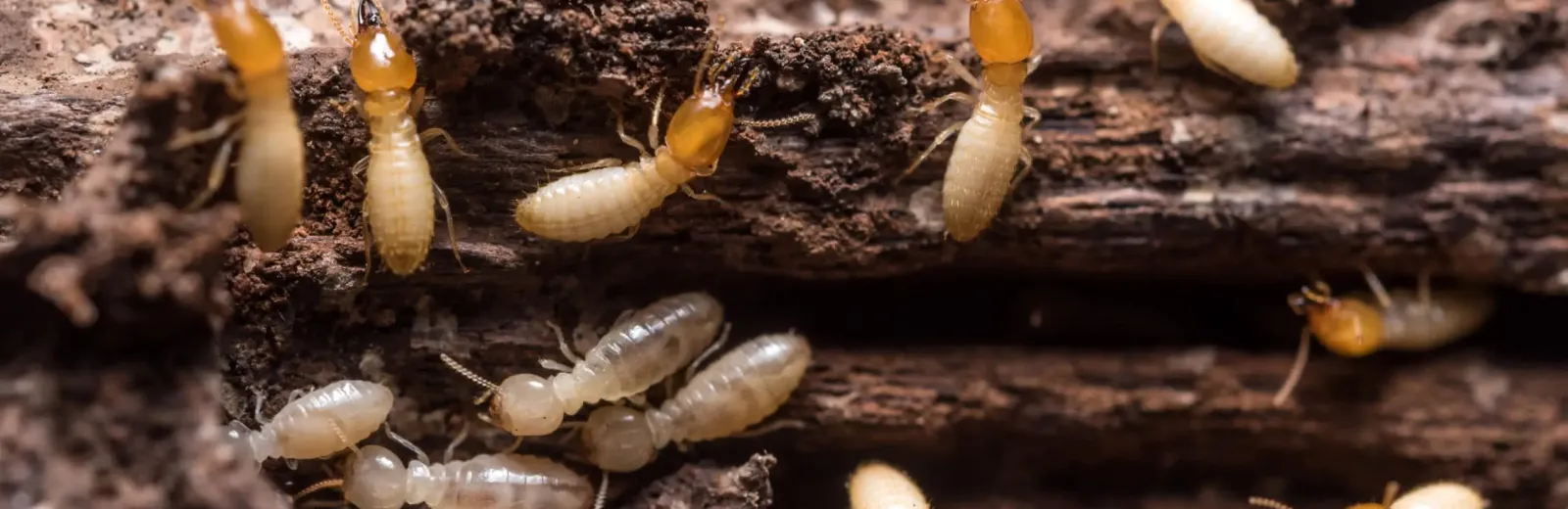termites crawling on wood