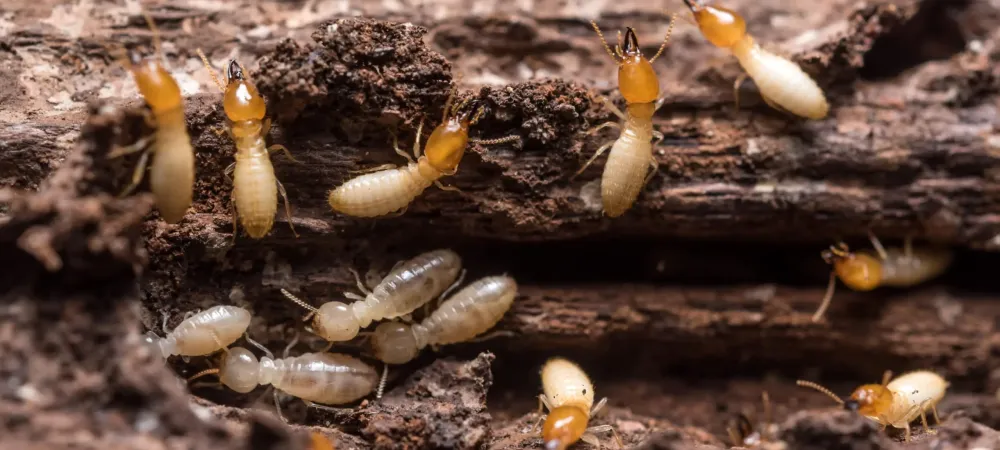 termites crawling on wood