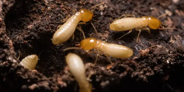 Termites on wood