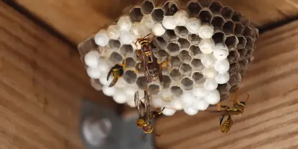 wasp nest