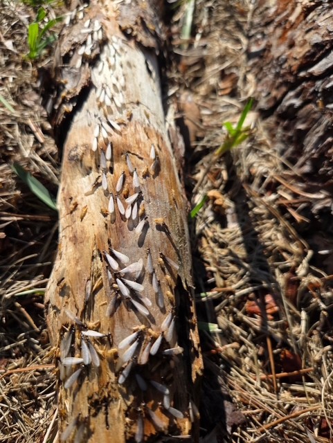 termite swarmers up close