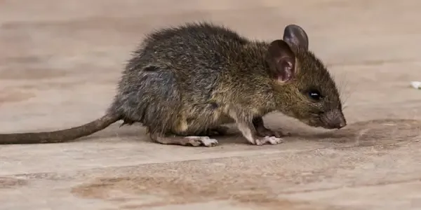 mouse in a house